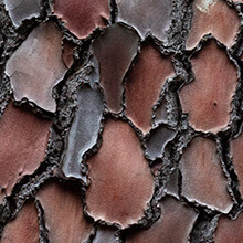 French Maritime Pine Bark